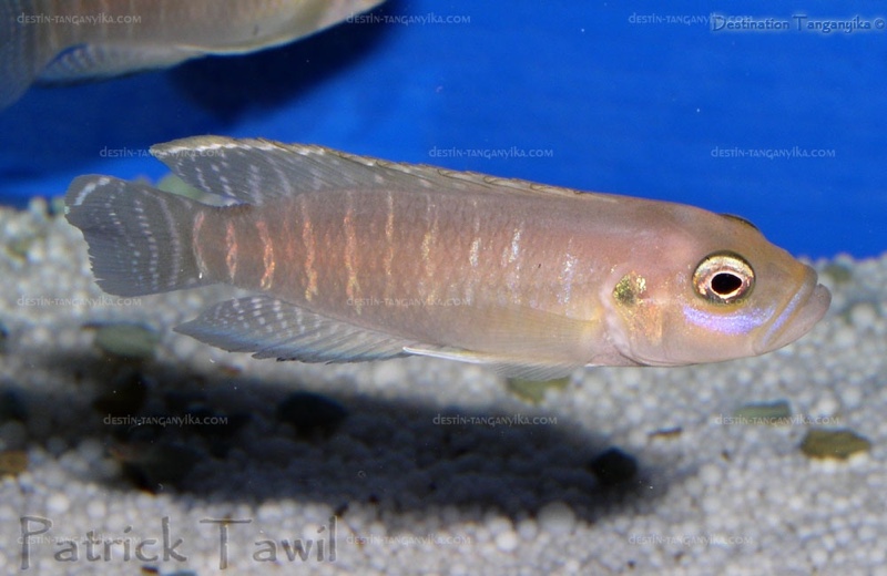 Neolamprologus brevis 'Bilila (Kavala) Island'